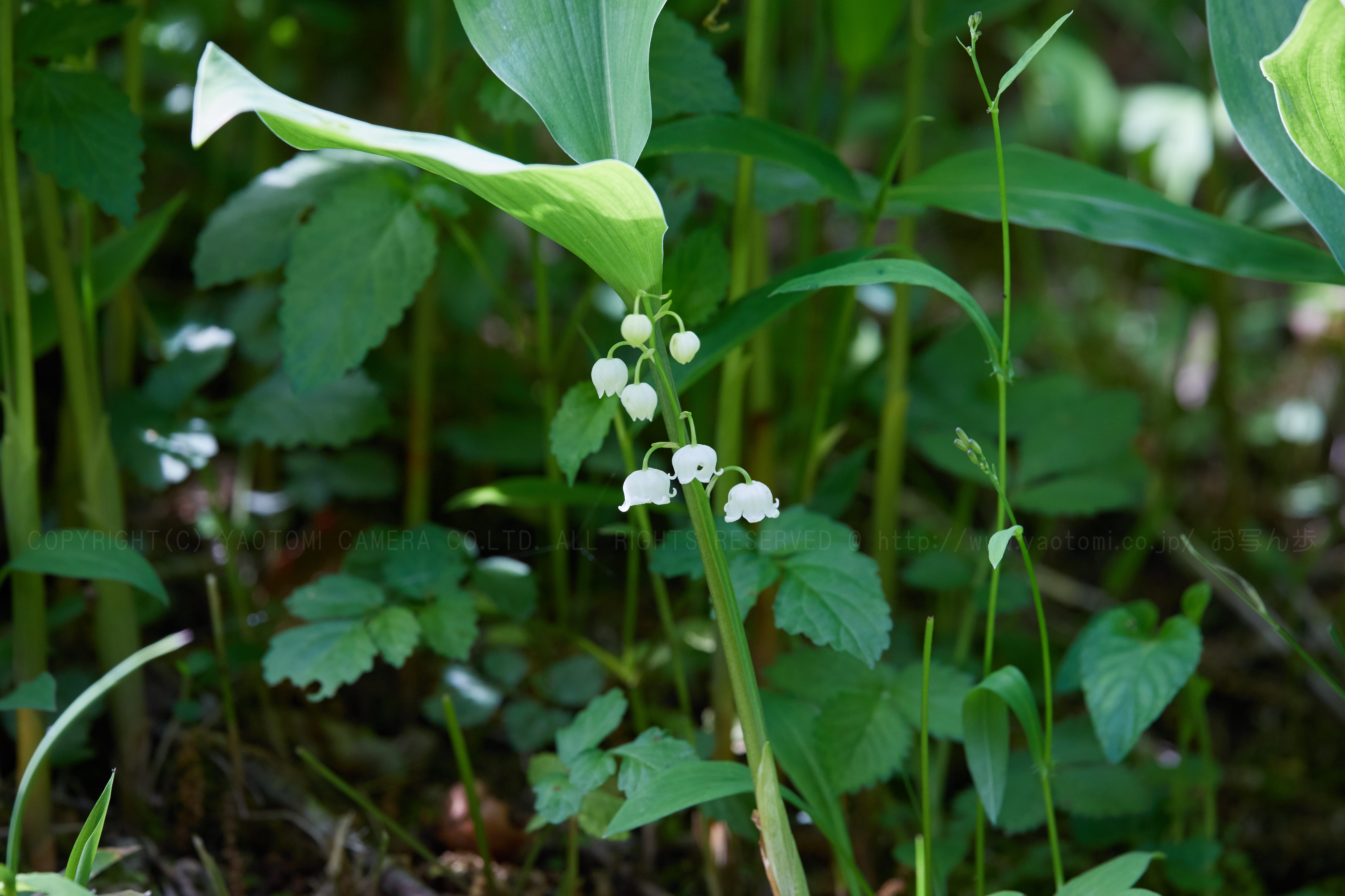 https://www.yaotomi.co.jp/blog/walk/IMG_9167_400%20mm%28F7.1%29iso800_2018yaotomi%201.jpg