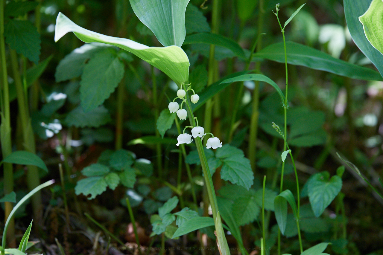 https://www.yaotomi.co.jp/blog/walk/IMG_9167_400%20mm%28F7.1%29iso800_2018yaotomi.jpg