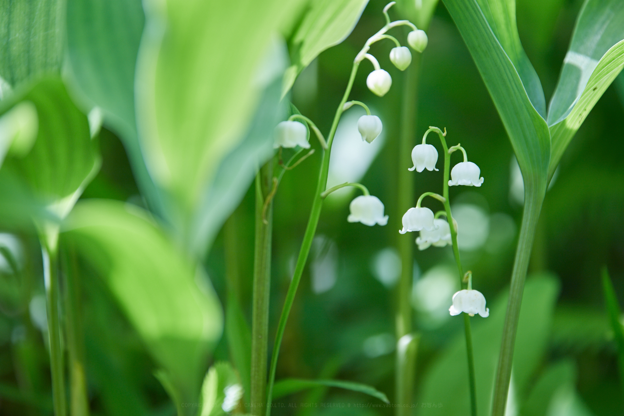 https://www.yaotomi.co.jp/blog/walk/IMG_9173_400%20mm%28F6.3%29iso100_2018yaotomi%201.jpg