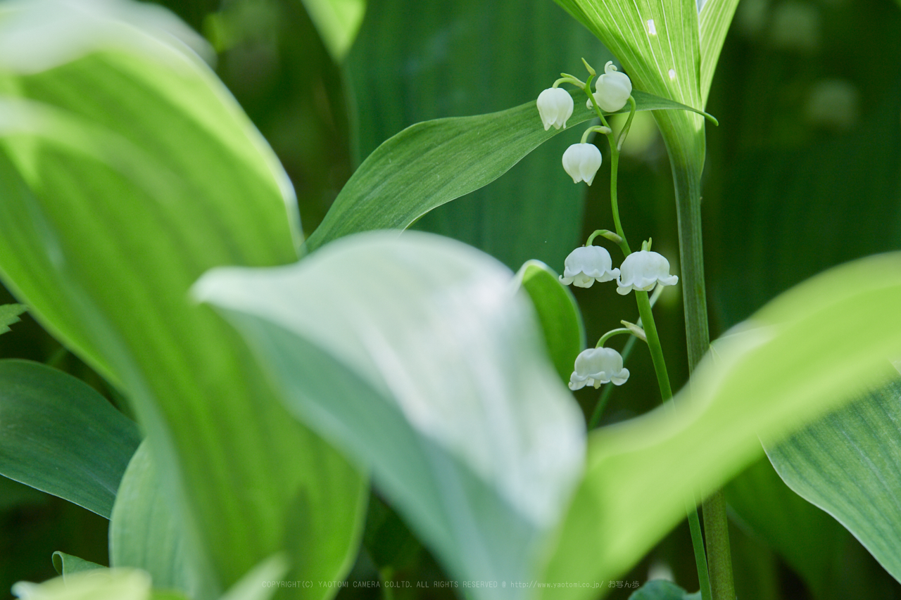 https://www.yaotomi.co.jp/blog/walk/IMG_9187_400%20mm%28F11%29iso100_2018yaotomi.jpg