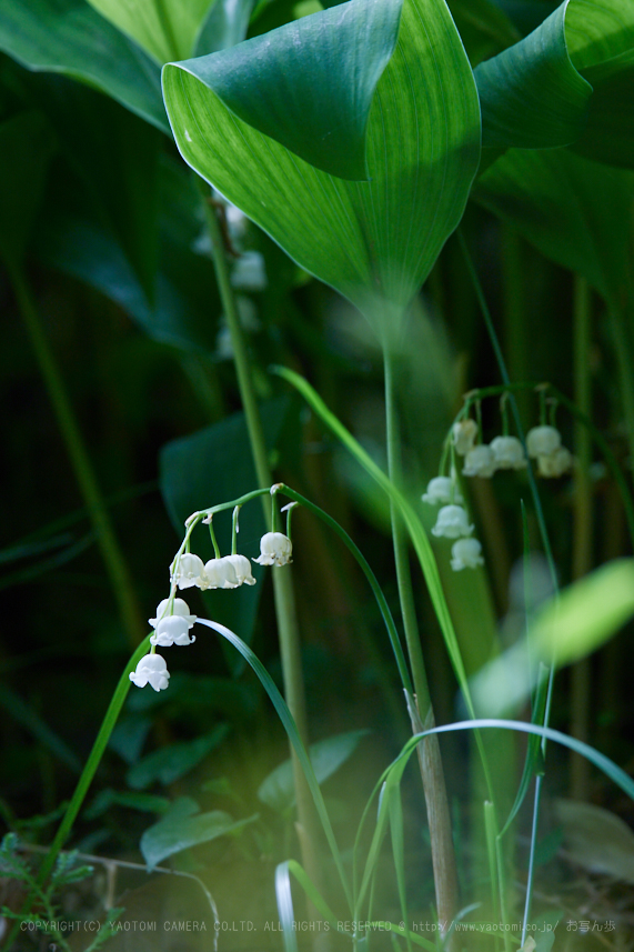 https://www.yaotomi.co.jp/blog/walk/IMG_9206_400%20mm%28F7.1%29iso100_2018yaotomi.jpg