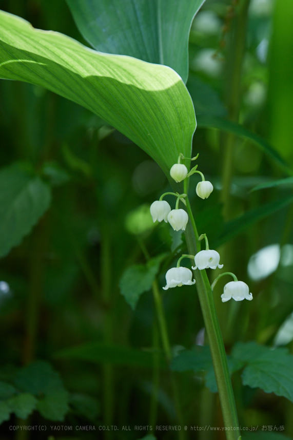 https://www.yaotomi.co.jp/blog/walk/IMG_9210_400%20mm%28F6.3%29iso100_2018yaotomi.jpg