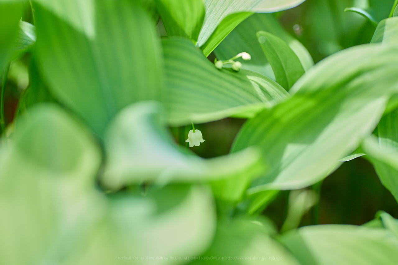 https://www.yaotomi.co.jp/blog/walk/IMG_9233_135%20mm%28F2.8%29iso400_2018yaotomi.jpg