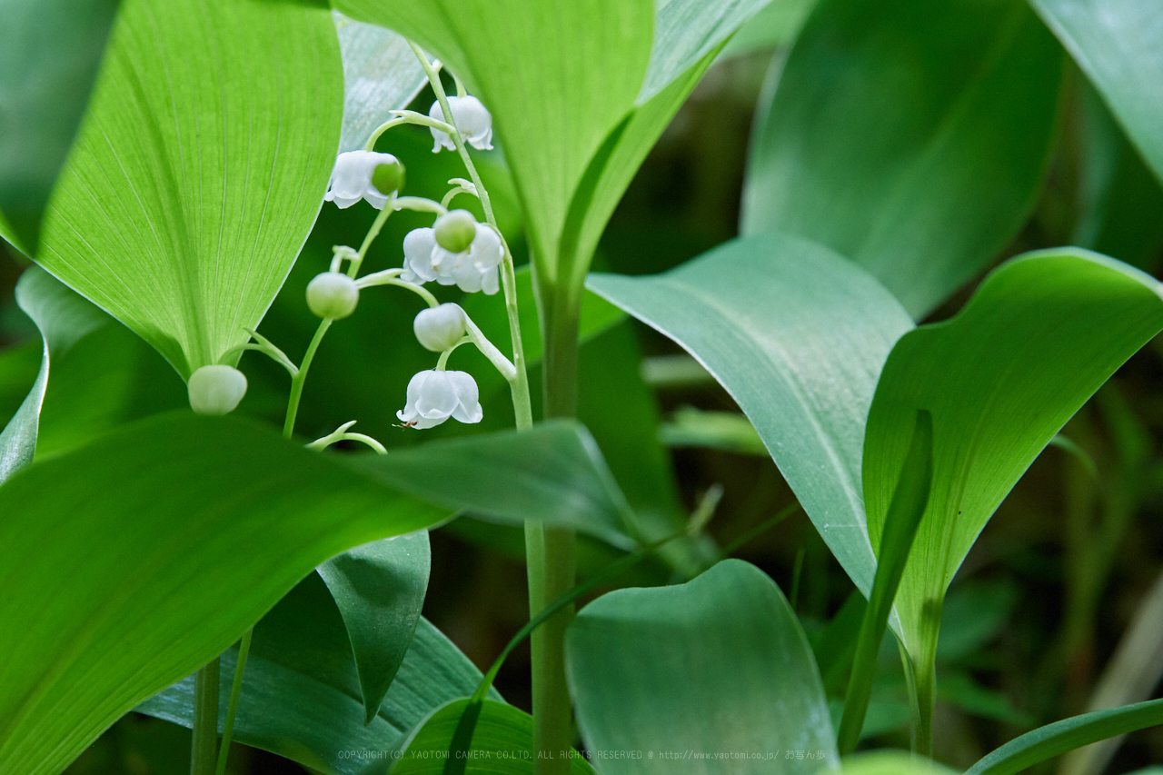 https://www.yaotomi.co.jp/blog/walk/IMG_9281_400%20mm%28F10%29iso1600_2018yaotomi%201.jpg