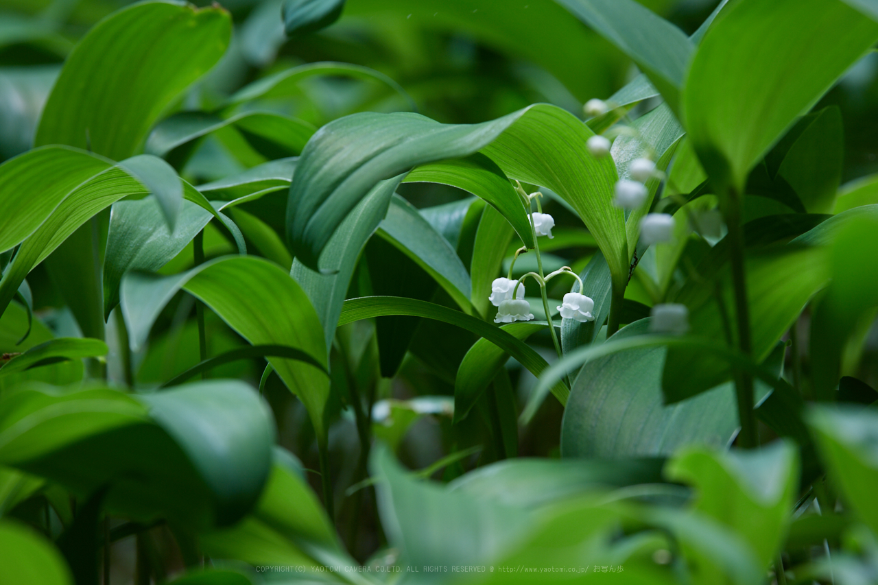 https://www.yaotomi.co.jp/blog/walk/IMG_9290_400%20mm%28F8%29iso100_2018yaotomi.jpg