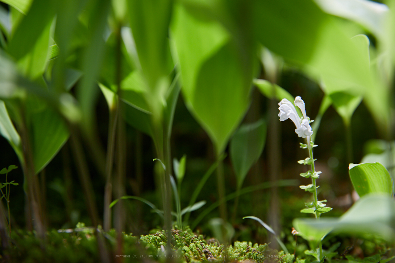 https://www.yaotomi.co.jp/blog/walk/IMG_9309_67%20mm%28F4.5%29iso100_2018yaotomi.jpg