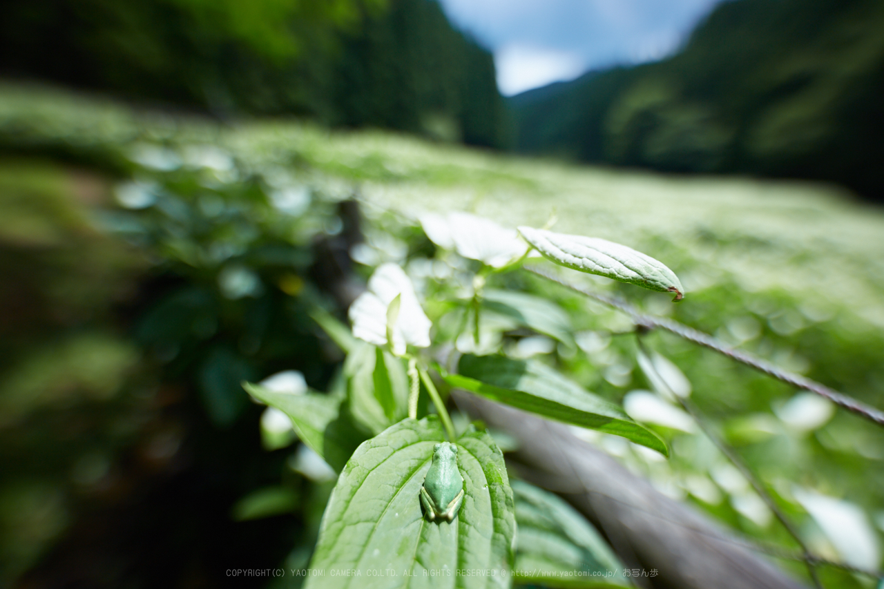 https://www.yaotomi.co.jp/blog/walk/IMG_9935%2C14%20mm_2017yaotomi.jpg