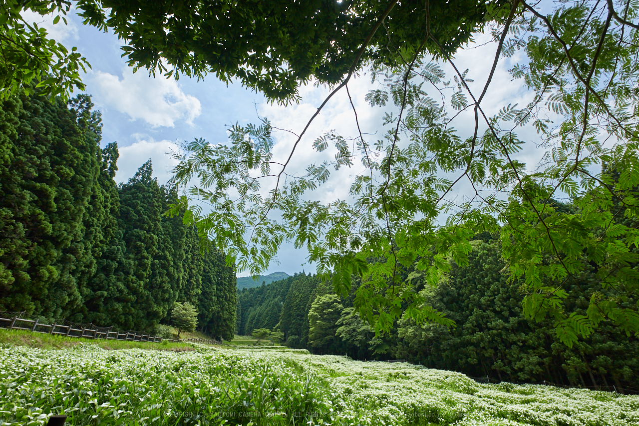 https://www.yaotomi.co.jp/blog/walk/IMG_9943%2C14%20mm_2017yaotomi.jpg