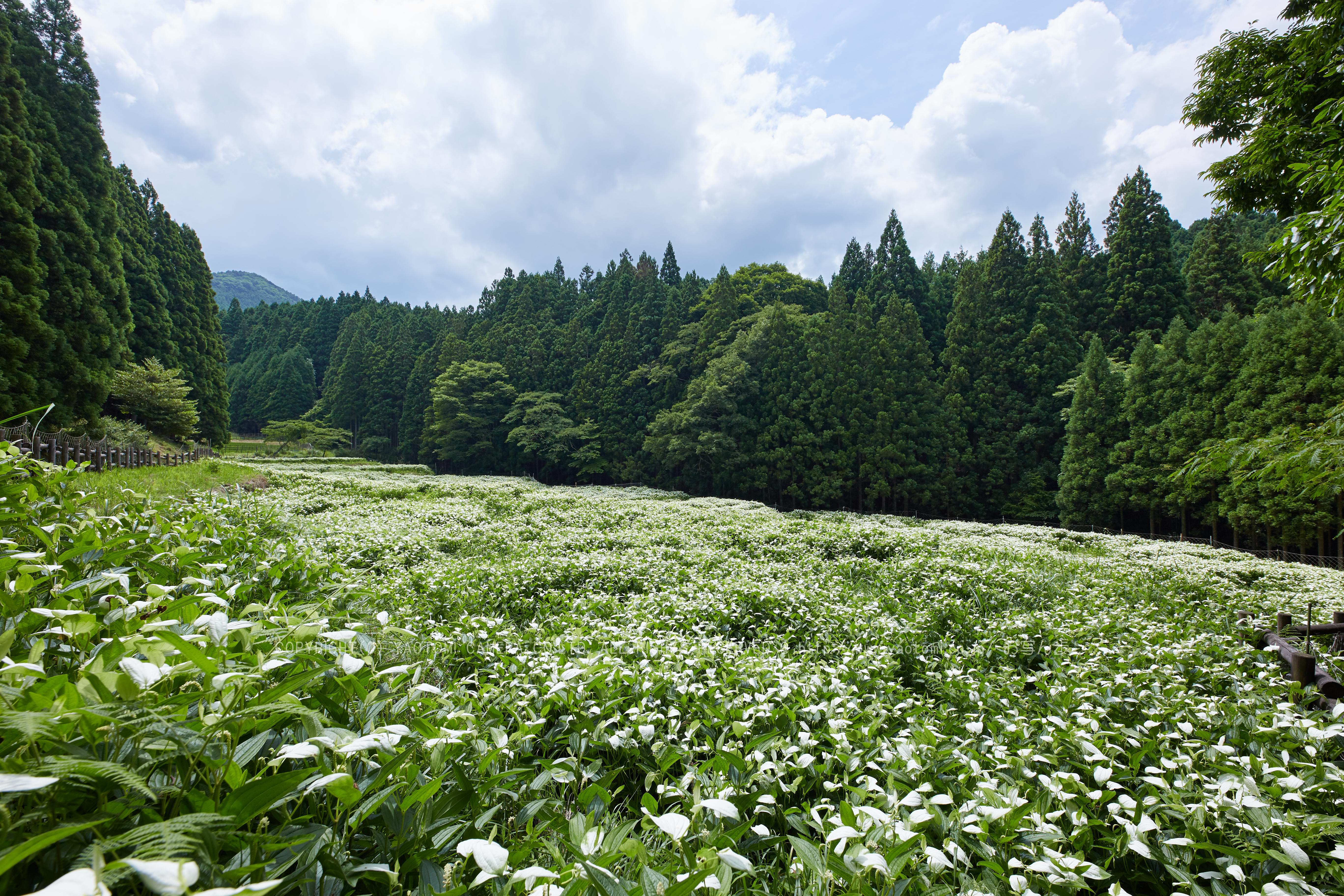 https://www.yaotomi.co.jp/blog/walk/IMG_9951%2C14%20mm_2017yaotomi%201.jpg