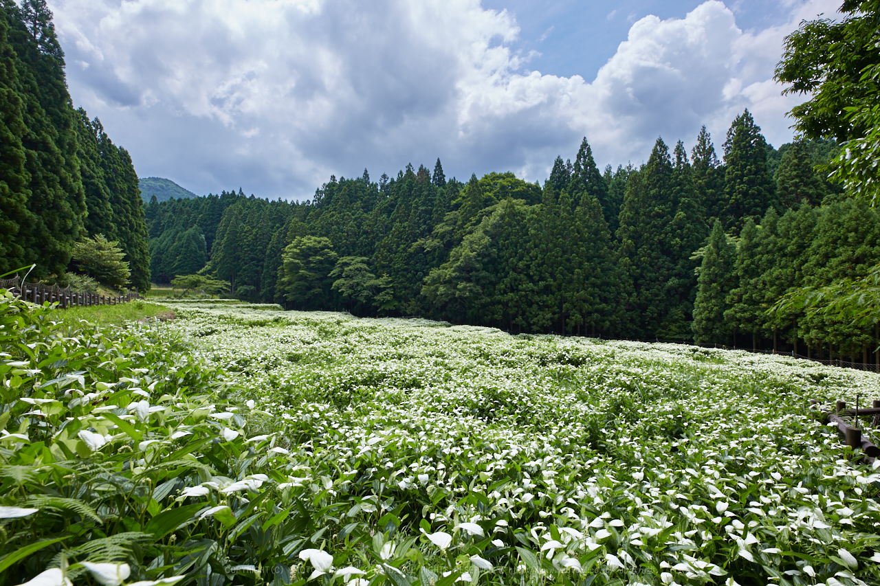 https://www.yaotomi.co.jp/blog/walk/IMG_9951%2C14%20mm_2017yaotomi.jpg