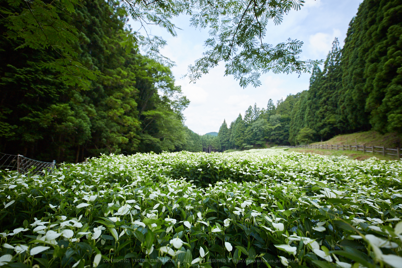 https://www.yaotomi.co.jp/blog/walk/IMG_9969%2C14%20mm_2017yaotomi.jpg