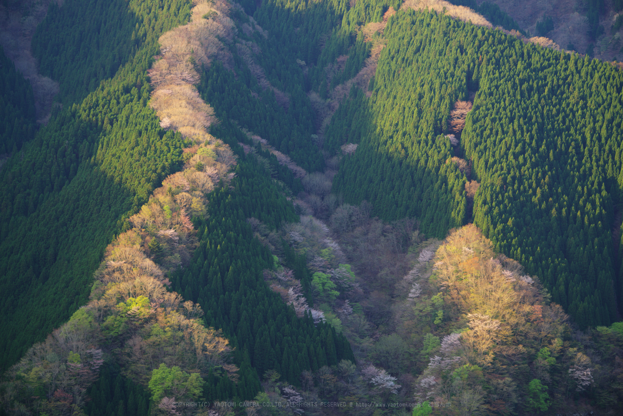 https://www.yaotomi.co.jp/blog/walk/K1II0241_105%20mm%28F8%29iso100_2018yaotomi%201.jpg