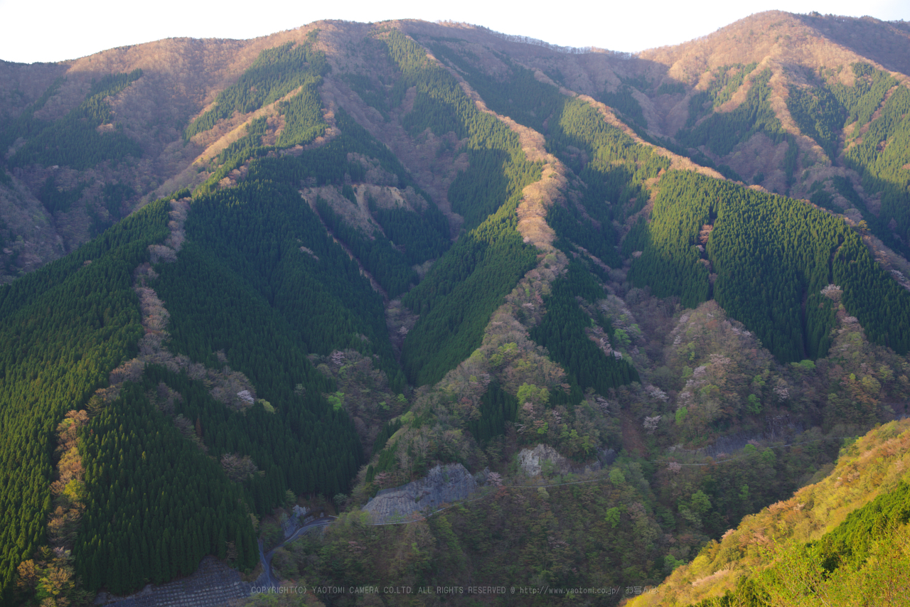 https://www.yaotomi.co.jp/blog/walk/K1II0244_45%20mm%28F8%29iso100_2018yaotomi%201.jpg