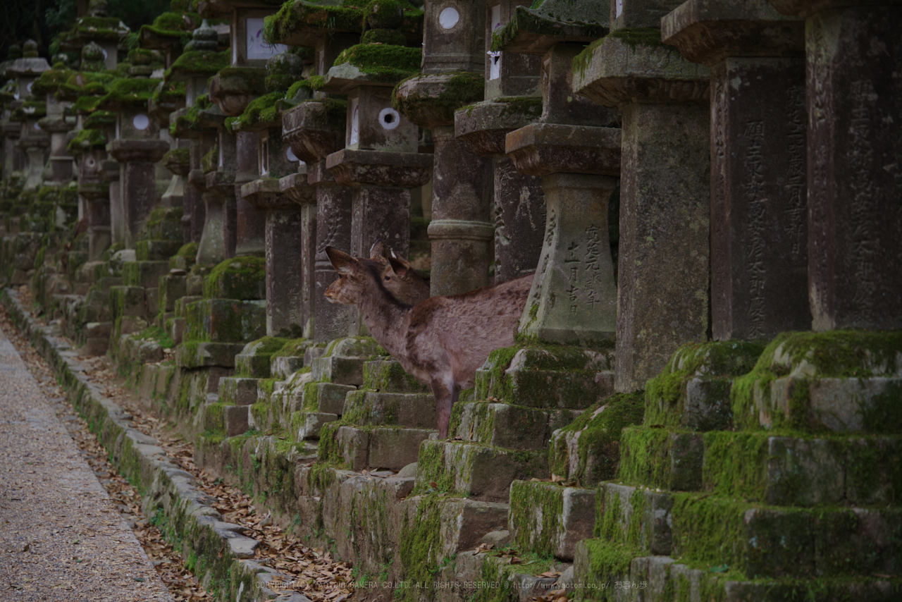 https://www.yaotomi.co.jp/blog/walk/K1II0395_105%20mm%28F5.6%29iso100_2018yaotomi%201.jpg