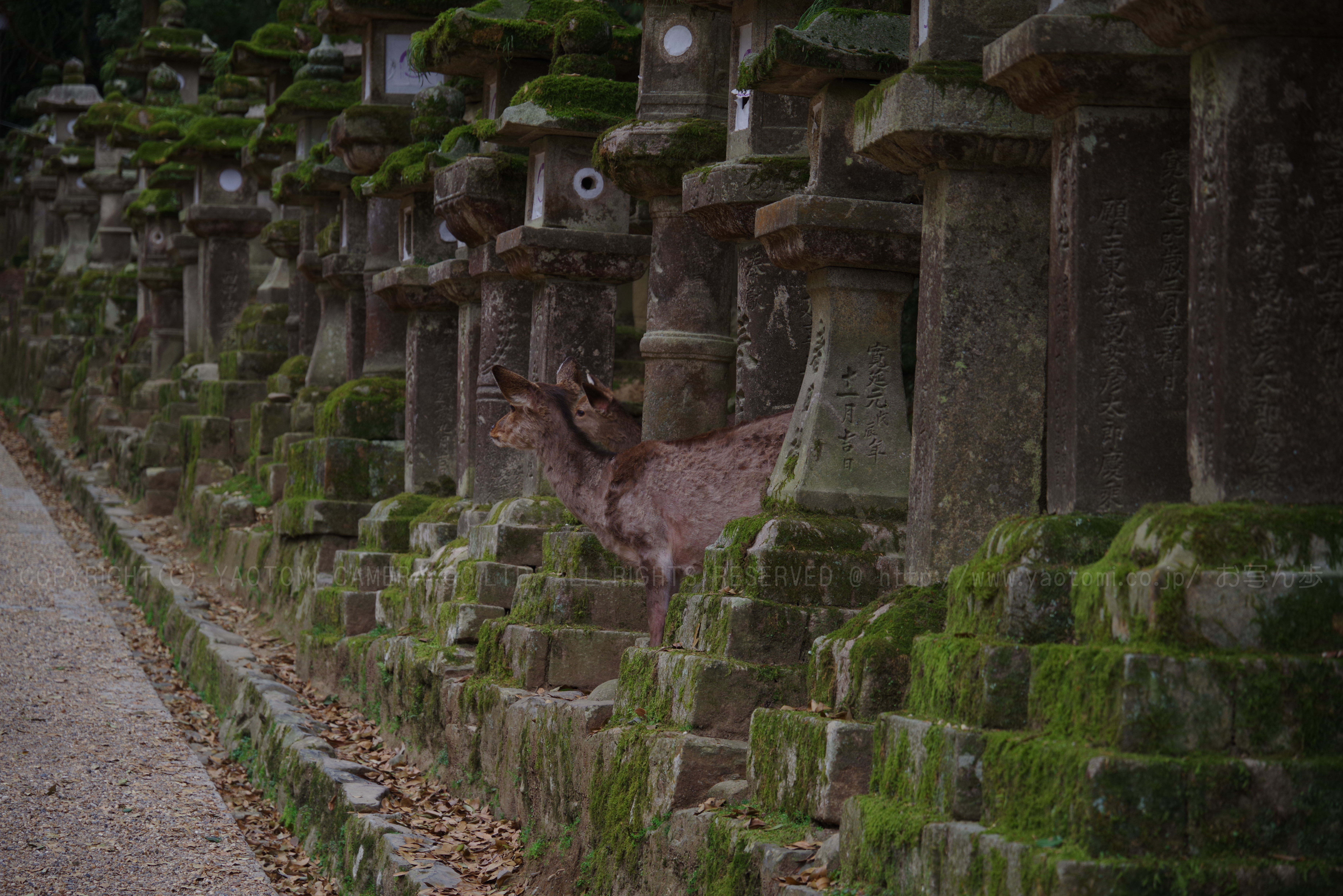 https://www.yaotomi.co.jp/blog/walk/K1II0395_105%20mm%28F5.6%29iso100_2018yaotomi.jpg