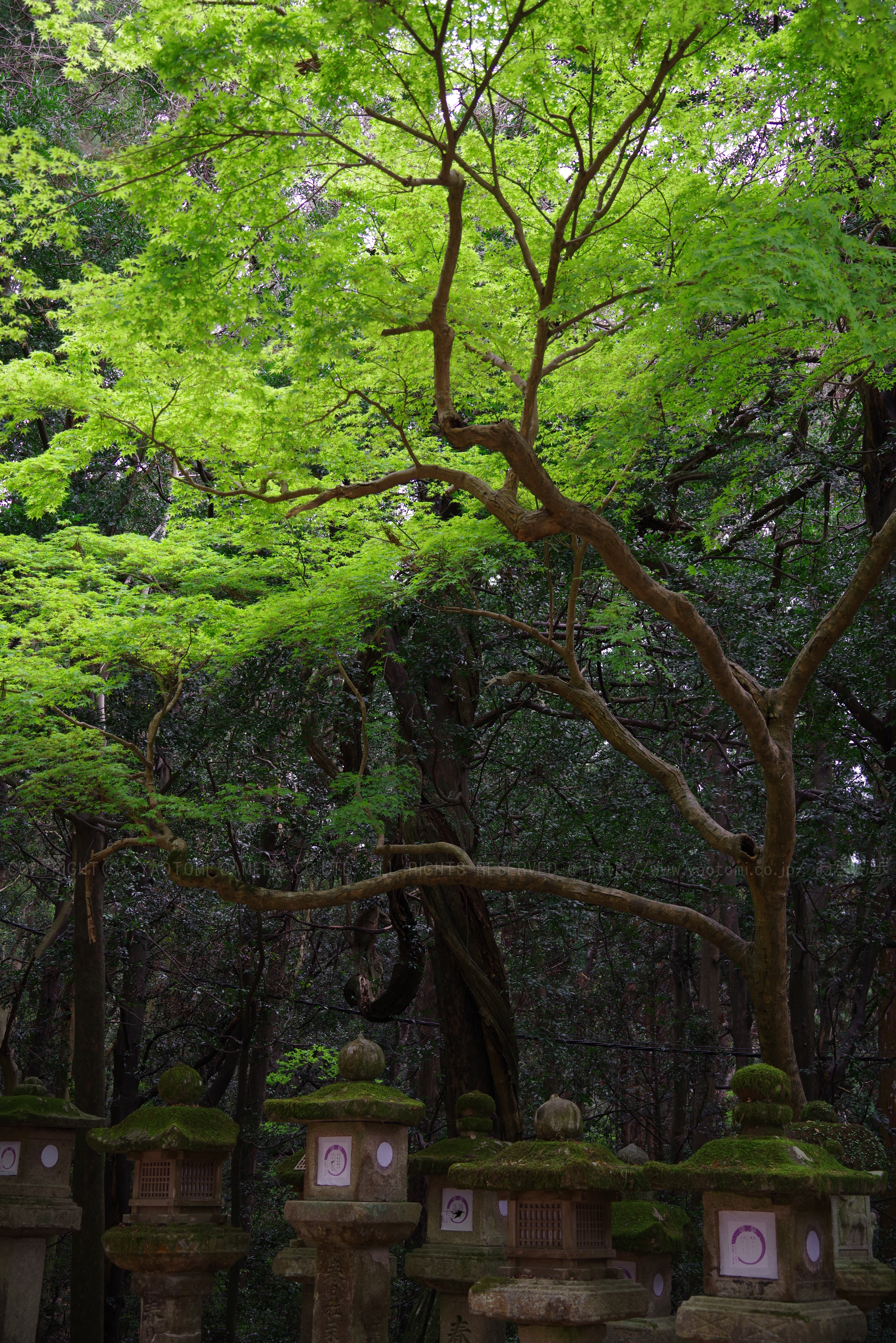 https://www.yaotomi.co.jp/blog/walk/K1II0396_40%20mm%28F5.6%29iso100_2018yaotomi.jpg