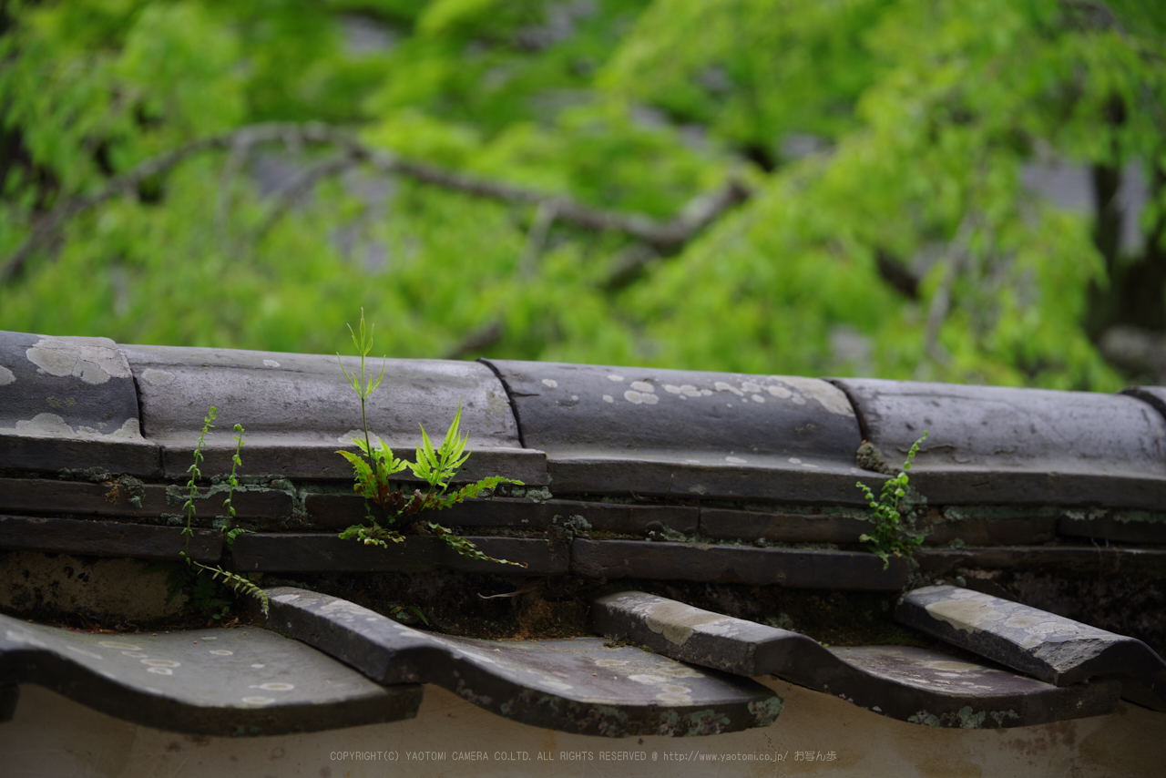 https://www.yaotomi.co.jp/blog/walk/K1II0401_105%20mm%28F5.6%29iso100_2018yaotomi%201.jpg