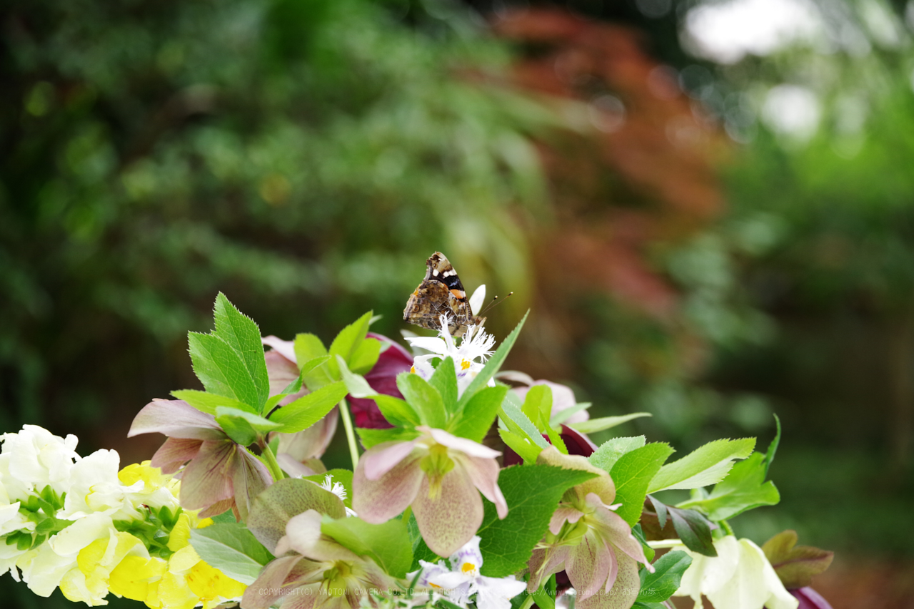 https://www.yaotomi.co.jp/blog/walk/K1II0416_105%20mm%28F6.3%29iso800_2018yaotomi%201.jpg