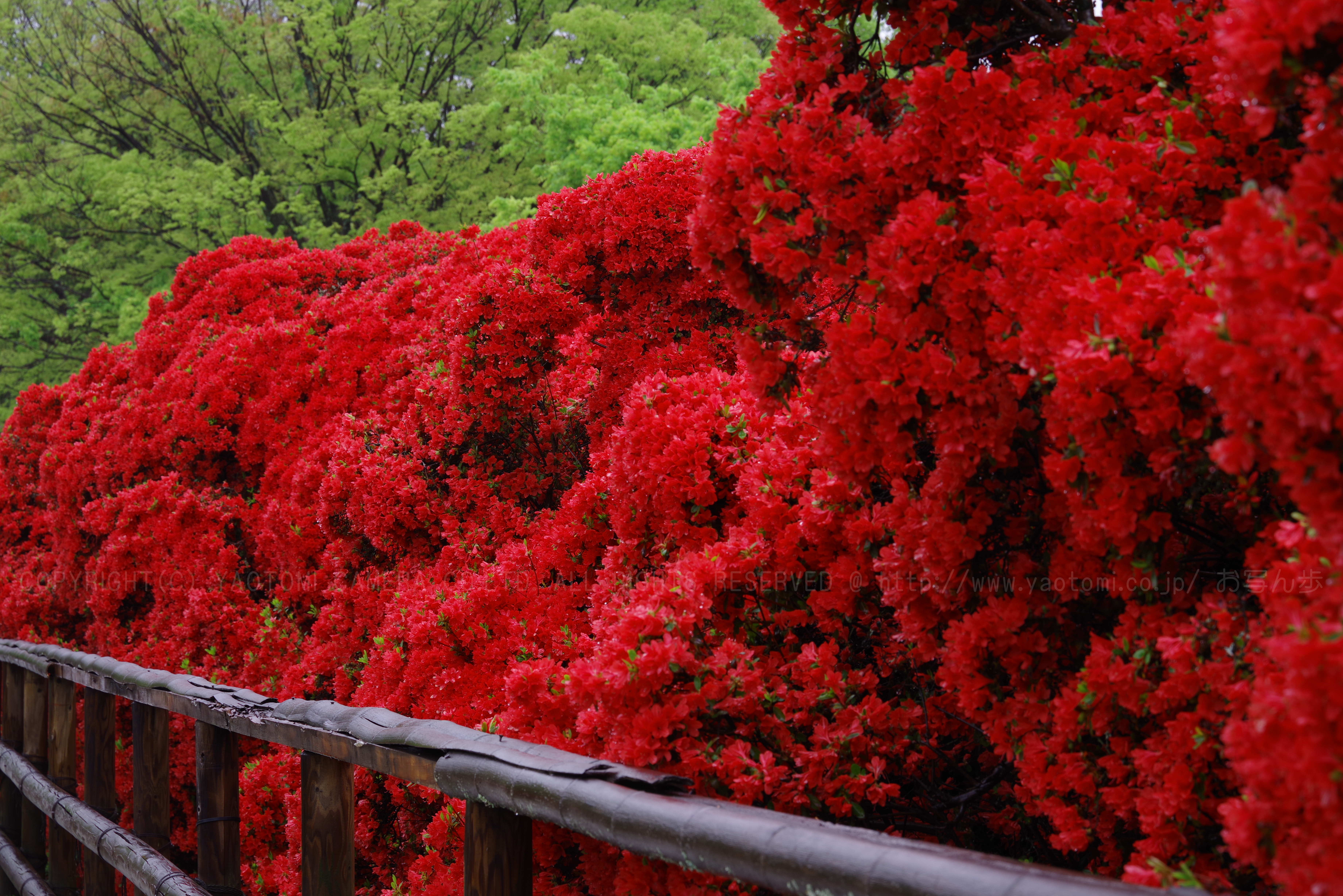 https://www.yaotomi.co.jp/blog/walk/K1II0971_105%20mm%28F14%29iso100_2018yaotomi%201.jpg