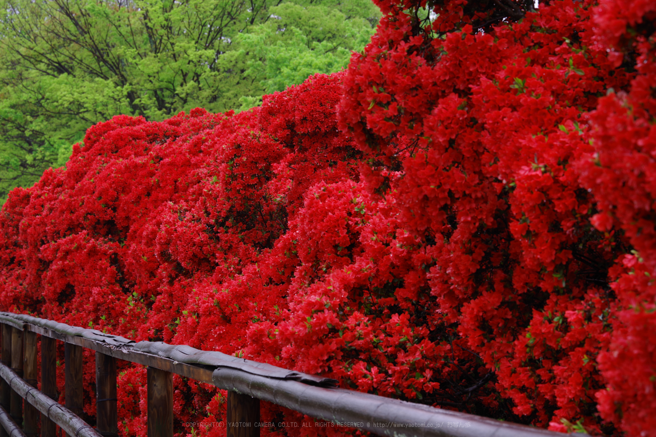 https://www.yaotomi.co.jp/blog/walk/K1II0971_105%20mm%28F14%29iso100_2018yaotomi.jpg