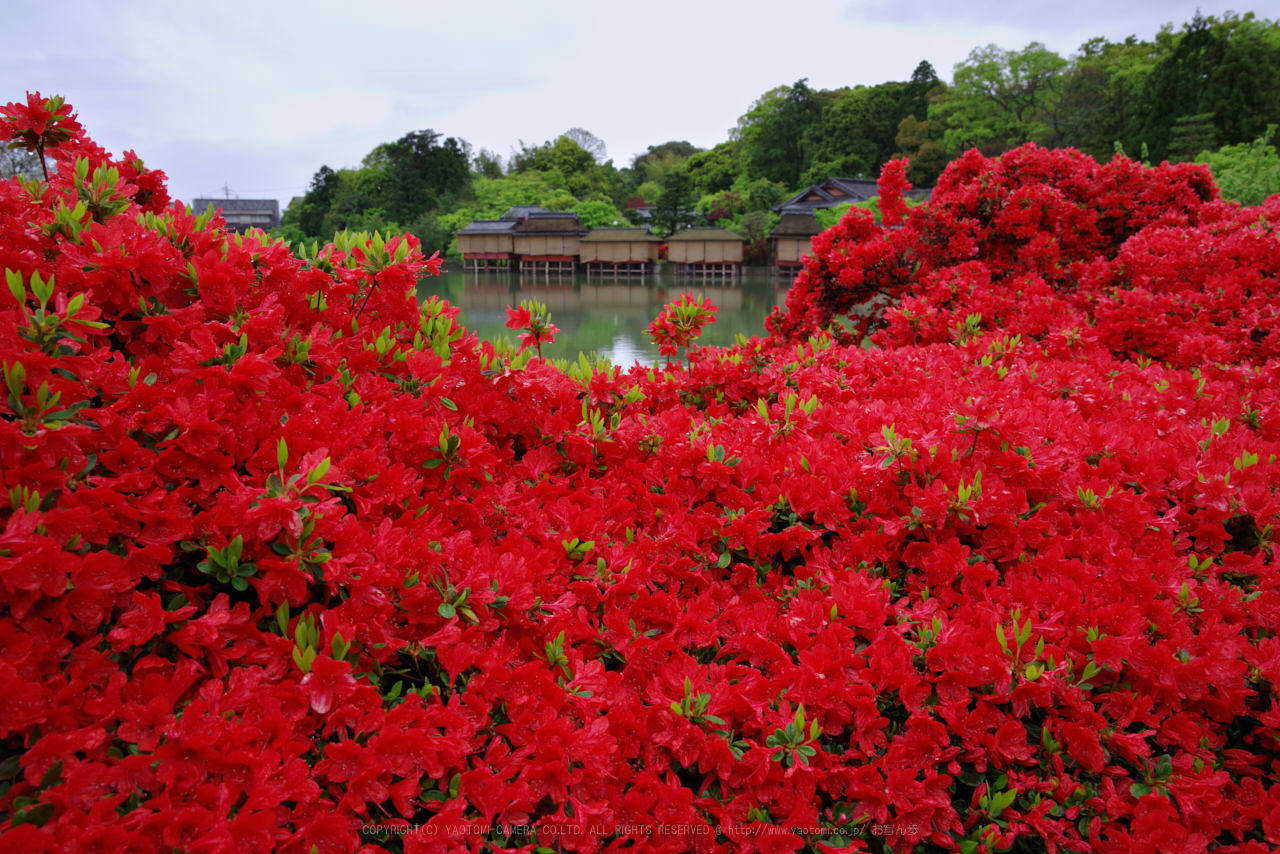 https://www.yaotomi.co.jp/blog/walk/K1II0988_28%20mm%28F13%29iso400_2018yaotomi.jpg