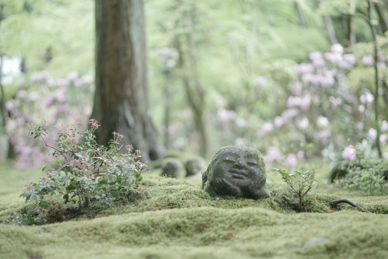 https://www.yaotomi.co.jp/blog/walk/K1II1454_77%20mm%28F1.8%29iso1600_2018yaotomi.jpg