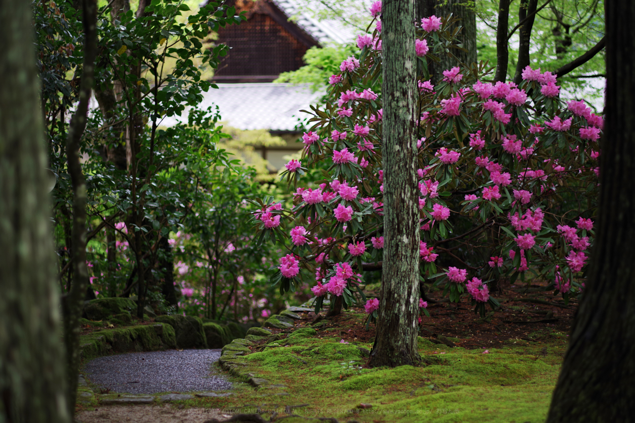 https://www.yaotomi.co.jp/blog/walk/K1II1463_77%20mm%28F1.8%29iso100_2018yaotomi.jpg