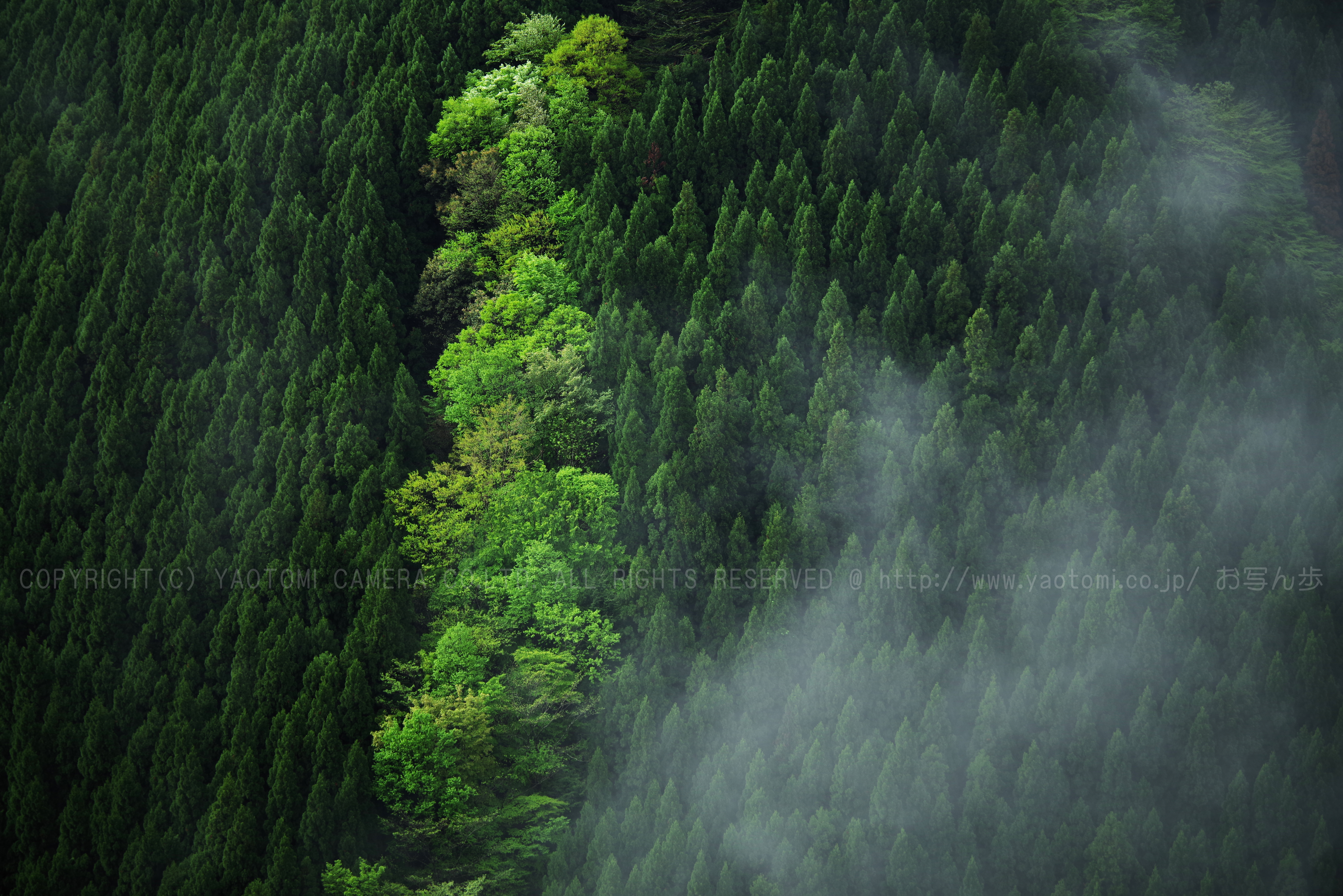 https://www.yaotomi.co.jp/blog/walk/K1II2311_200%20mm%28F2.8%29iso100_2018yaotomi%201.jpg