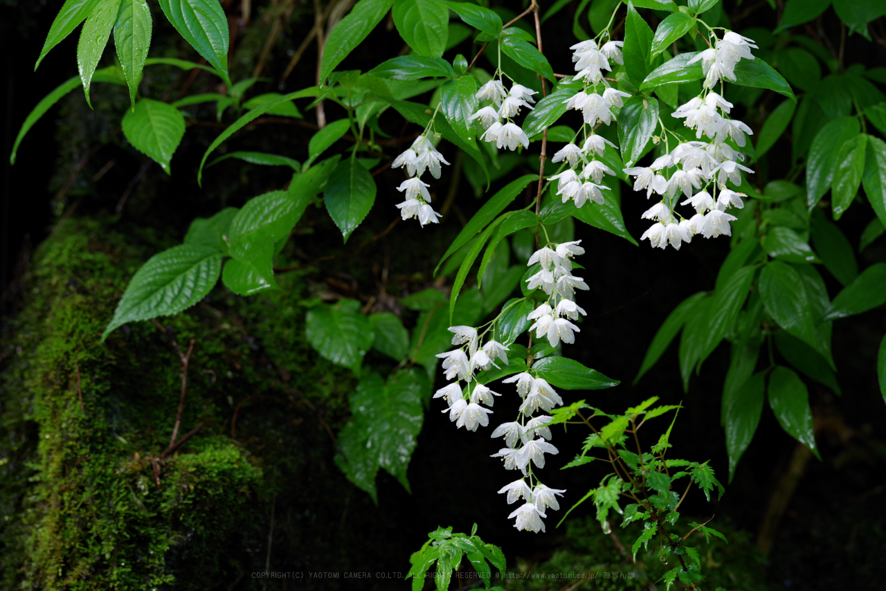 https://www.yaotomi.co.jp/blog/walk/K1II2318_200%20mm%28F6.3%29iso100_2018yaotomi%201.jpg