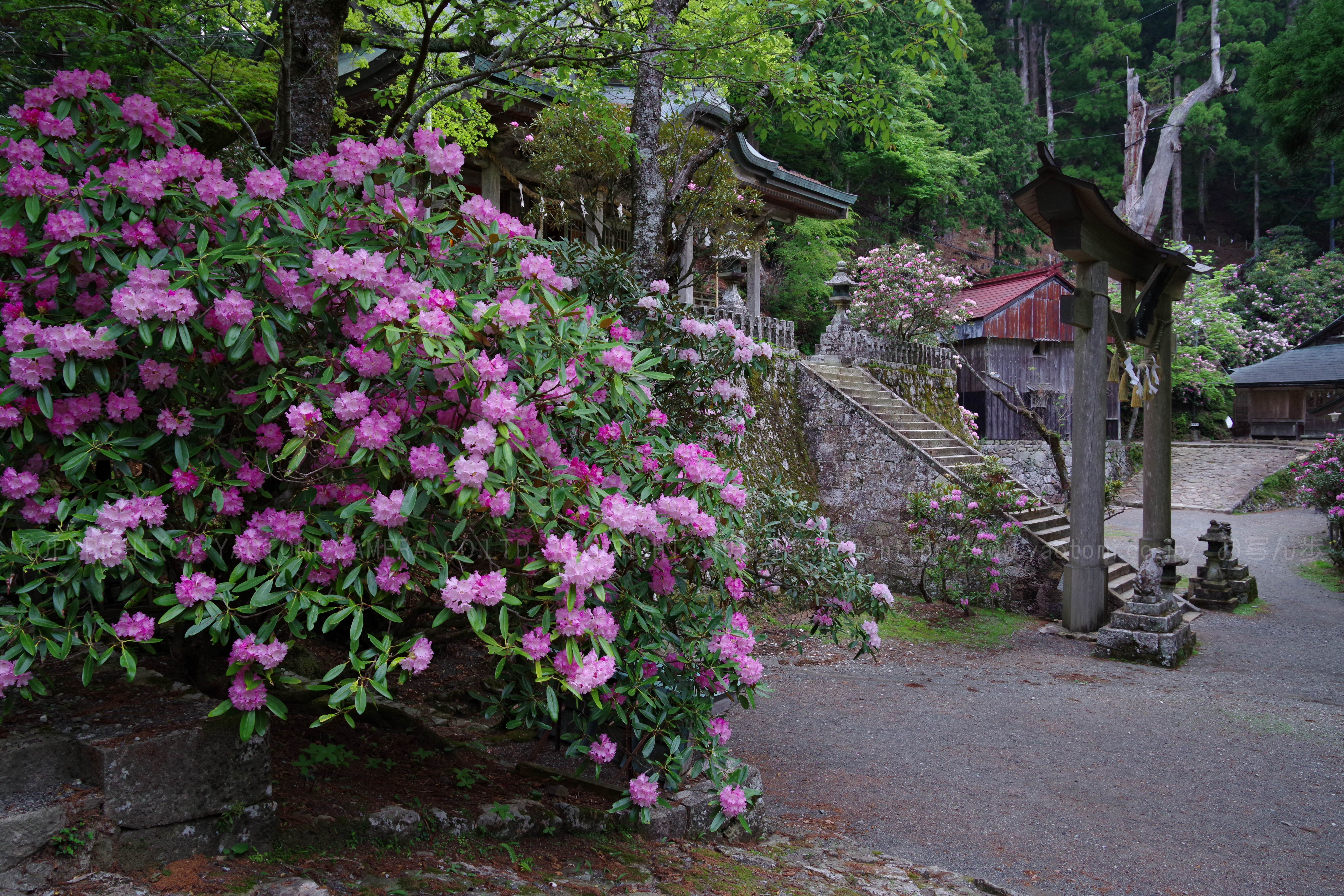 https://www.yaotomi.co.jp/blog/walk/K1II2691_28%20mm%28F8%29iso800_2018yaotomi%201.jpg