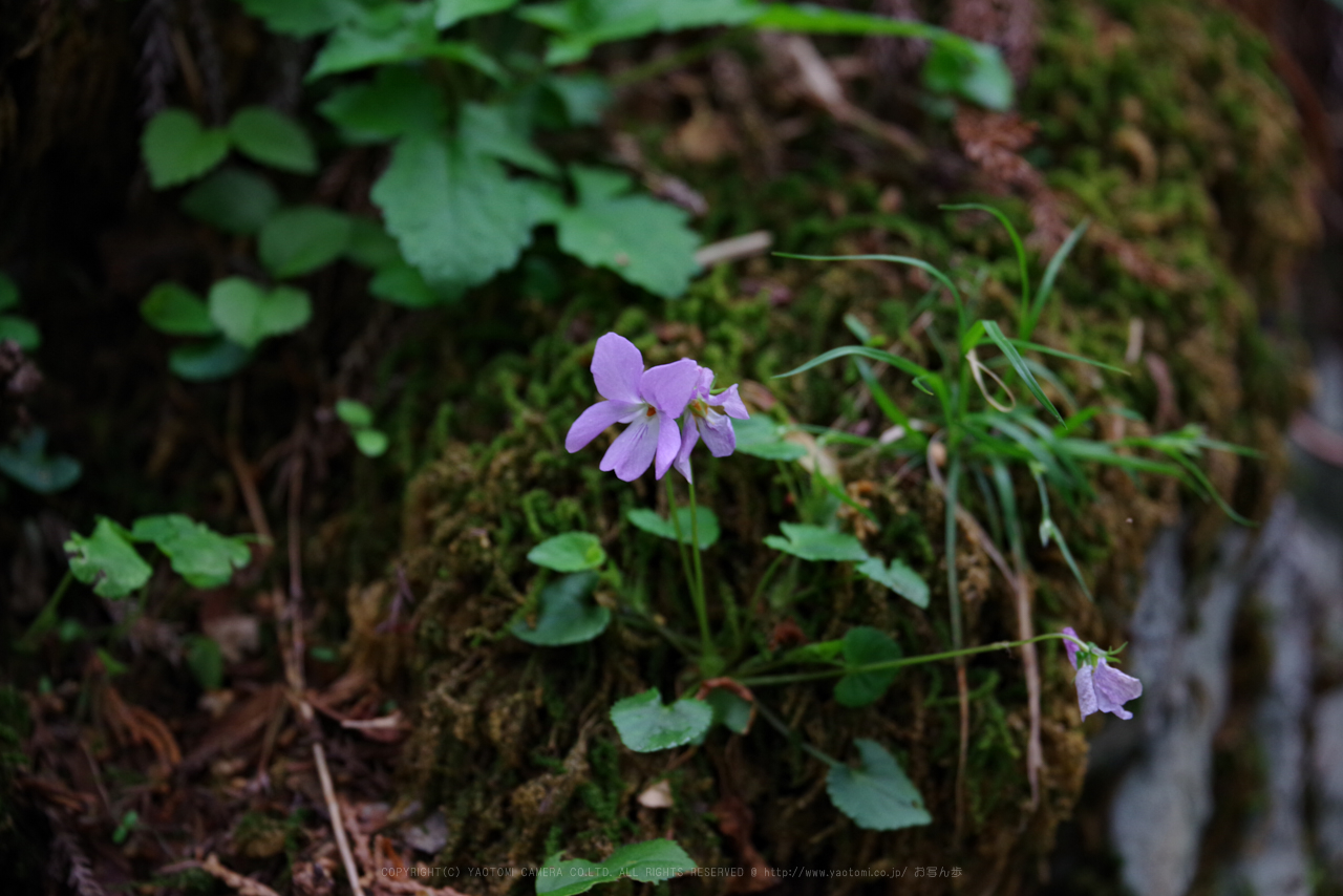 https://www.yaotomi.co.jp/blog/walk/K1II2700_105%20mm%28F5.6%29iso800_2018yaotomi.jpg