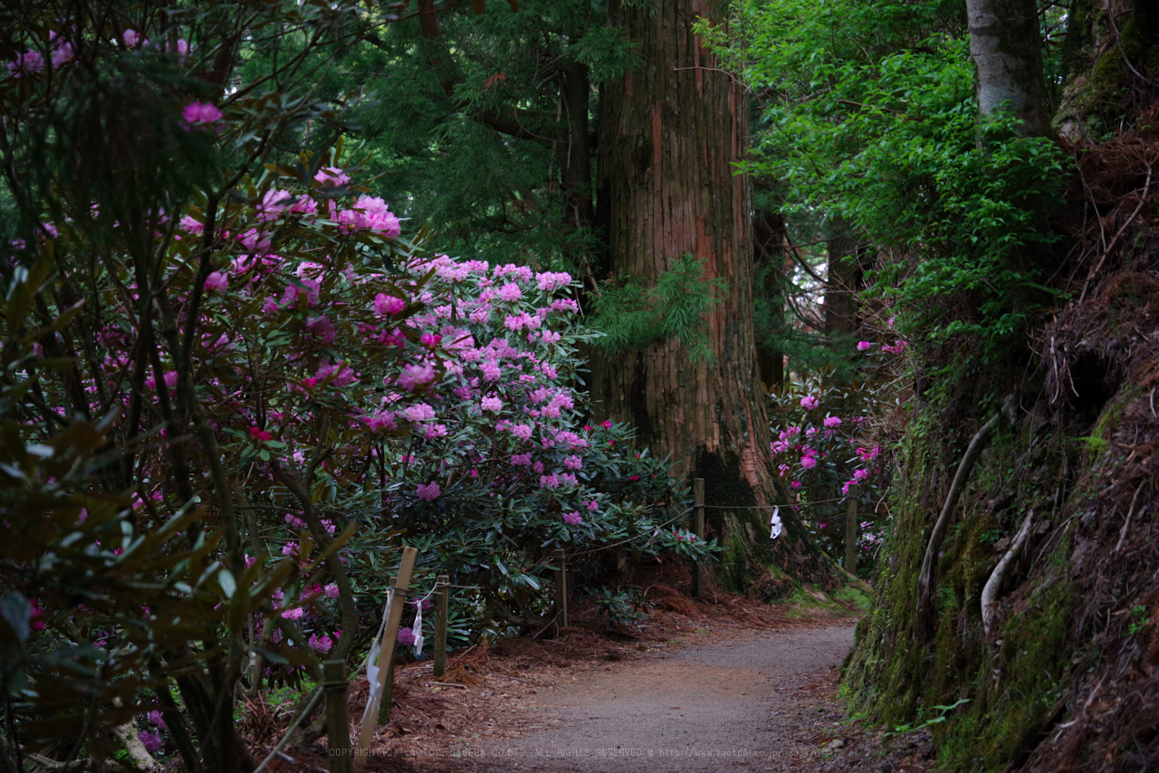 https://www.yaotomi.co.jp/blog/walk/K1II2701_105%20mm%28F5.6%29iso800_2018yaotomi.jpg