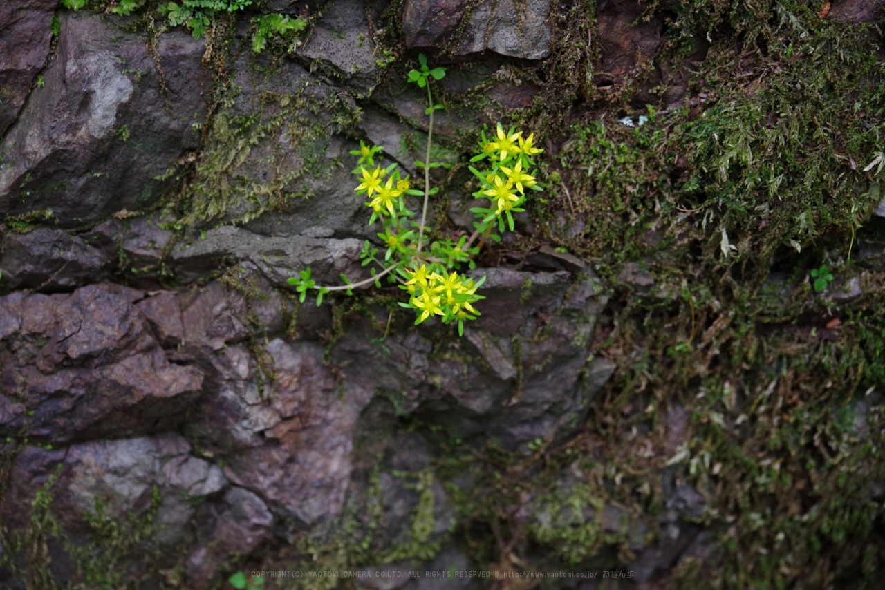 https://www.yaotomi.co.jp/blog/walk/K1II2702_105%20mm%28F7.1%29iso800_2018yaotomi.jpg