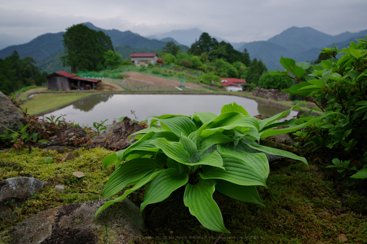 https://www.yaotomi.co.jp/blog/walk/K1II2729_28%20mm%28F13%29iso400_2018yaotomi.jpg