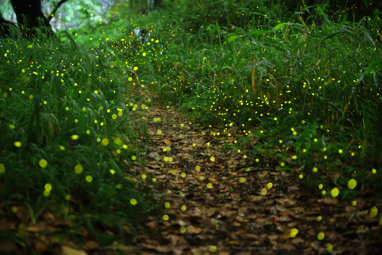 https://www.yaotomi.co.jp/blog/walk/K1II3253%2811m%29%2C70%20mm%2CF2.8_iso1600_2018yaotomi.jpg