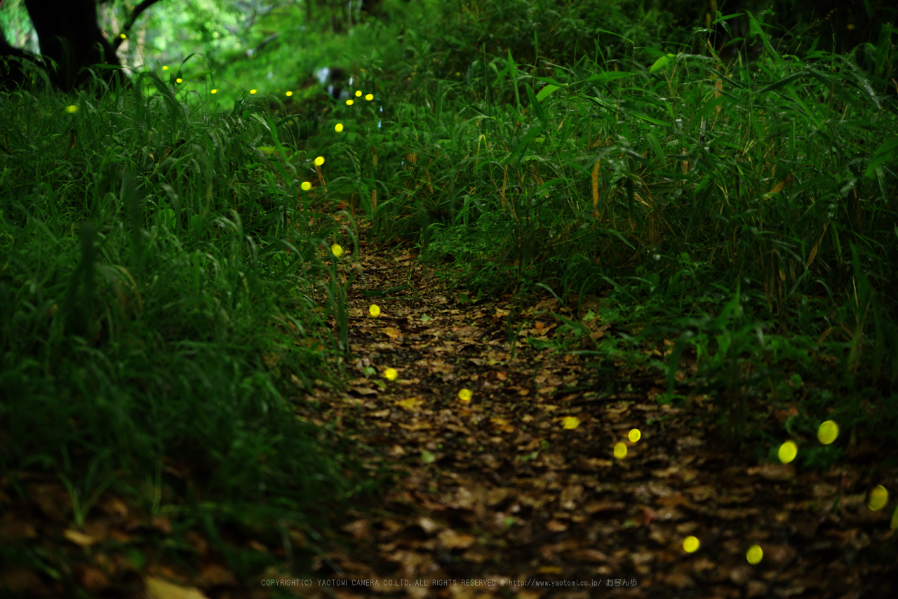 https://www.yaotomi.co.jp/blog/walk/K1II3283_70%20mm%28F2.8%29iso1600_2018yaotomi.jpg