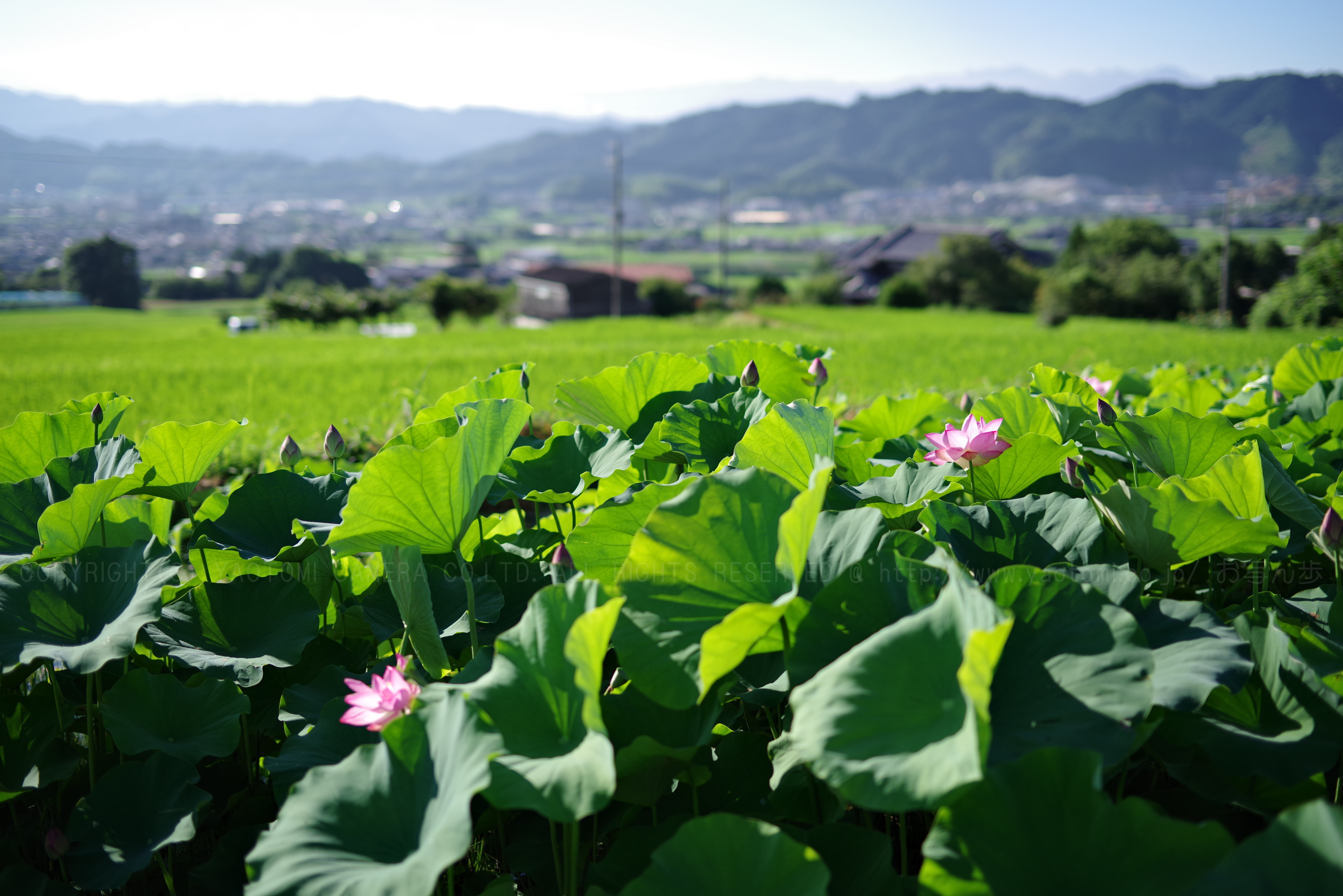 https://www.yaotomi.co.jp/blog/walk/K1II3795_50%20mm%28F1.8%29iso100_2018yaotomi%201.jpg