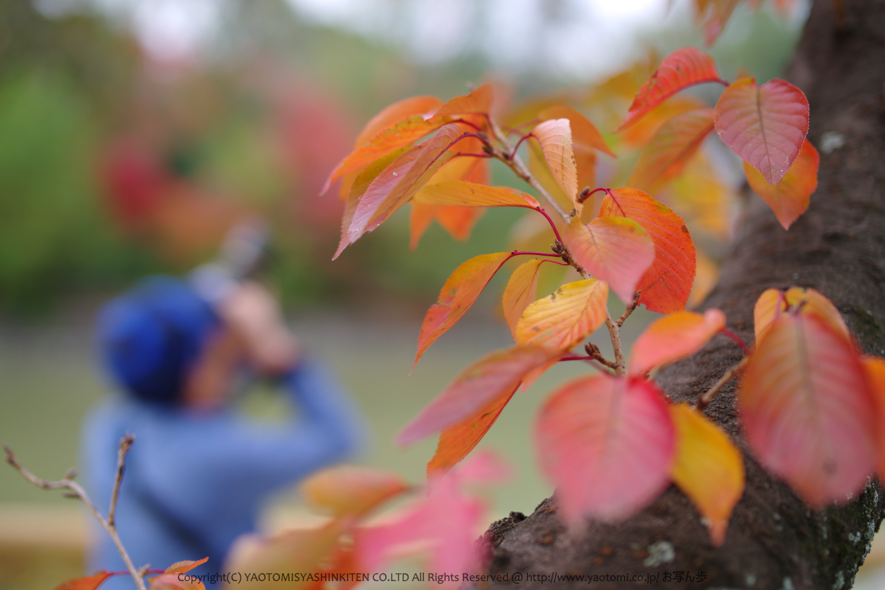 https://www.yaotomi.co.jp/blog/walk/K1II4067_50%20mm%28F1.8%29iso100_2018yaotomi.jpg