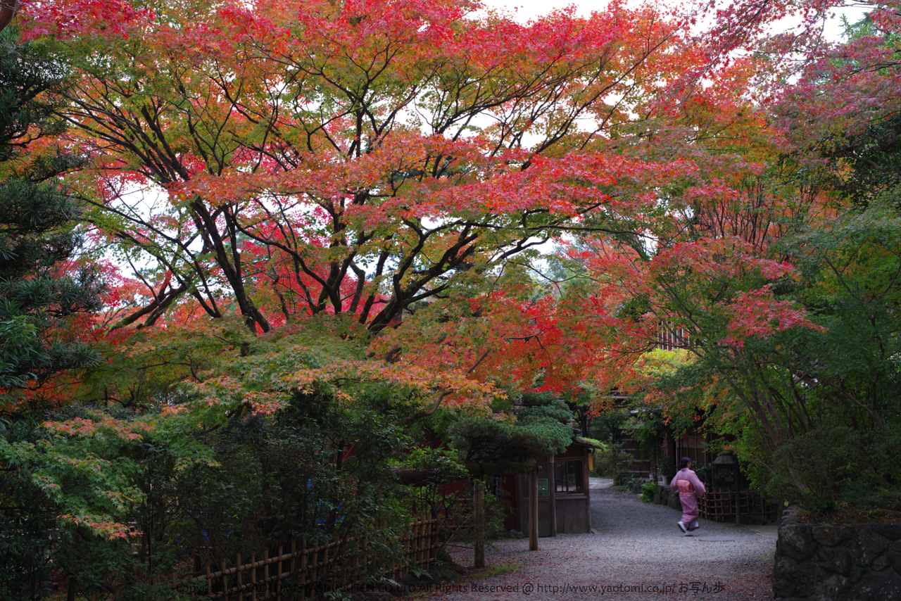 https://www.yaotomi.co.jp/blog/walk/K1II4114_50%20mm%28F8%29iso200_2018yaotomi.jpg