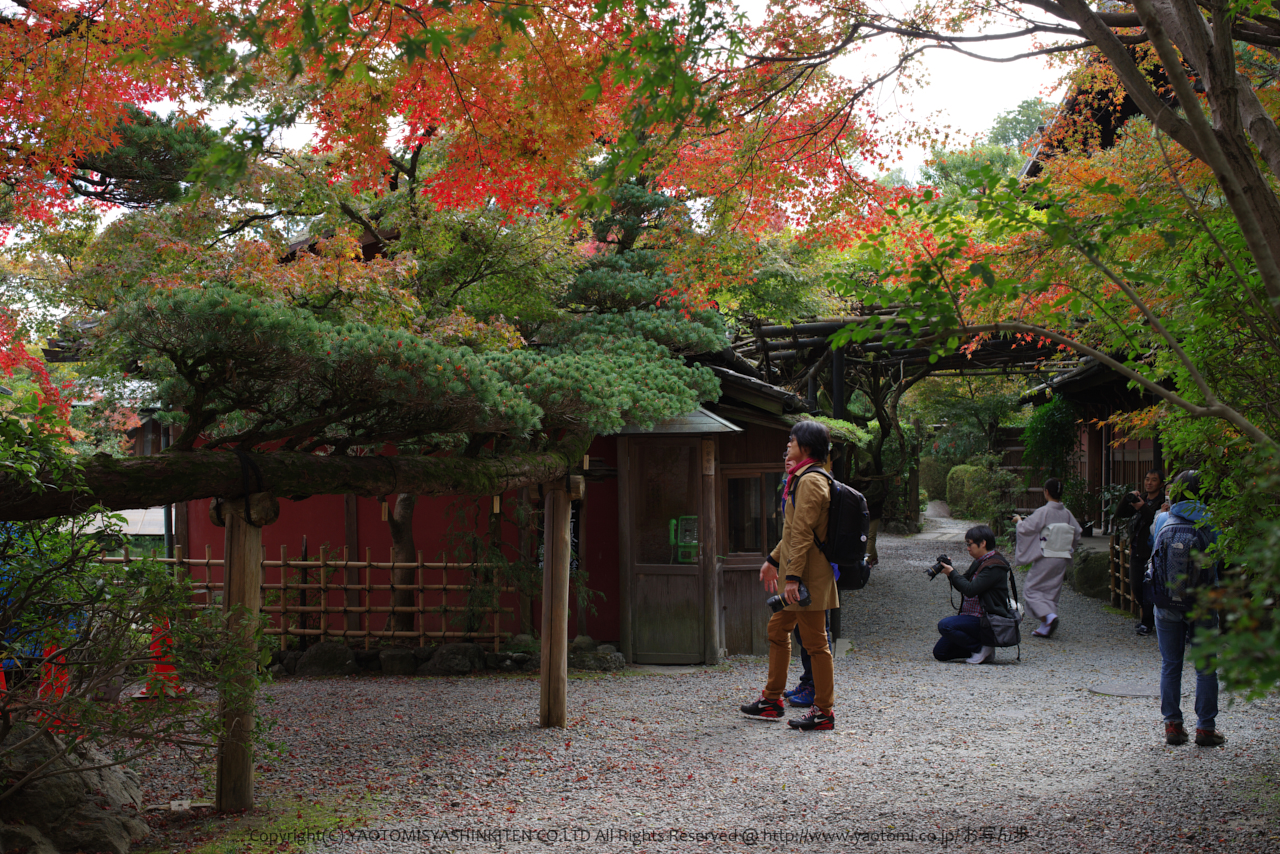 https://www.yaotomi.co.jp/blog/walk/K1II4120_50%20mm%28F8%29iso200_2018yaotomi.jpg