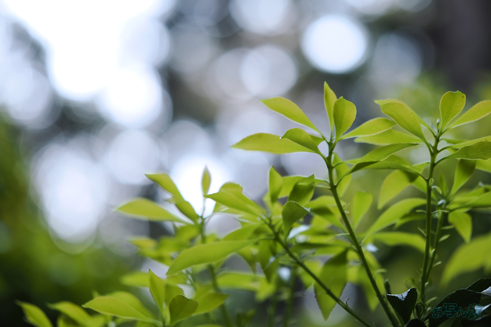 https://www.yaotomi.co.jp/blog/walk/OM3A0037%2C60%20mm%2CF2.8%2C1-125%20%E7%A7%92%2Ciso200%28JPEG%29.jpg