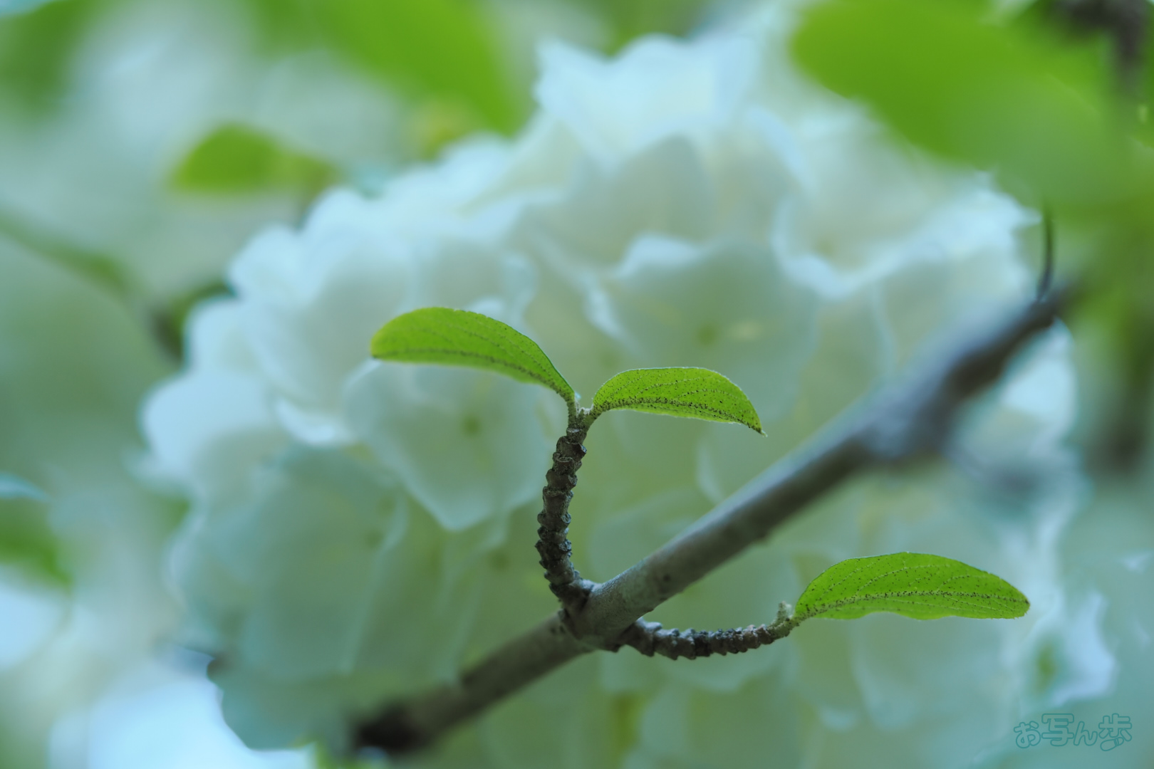 https://www.yaotomi.co.jp/blog/walk/OM3A0180%2C60%20mm%2CF2.8%2C1-80%20%E7%A7%92%2Ciso200%28JPEG%29.jpg
