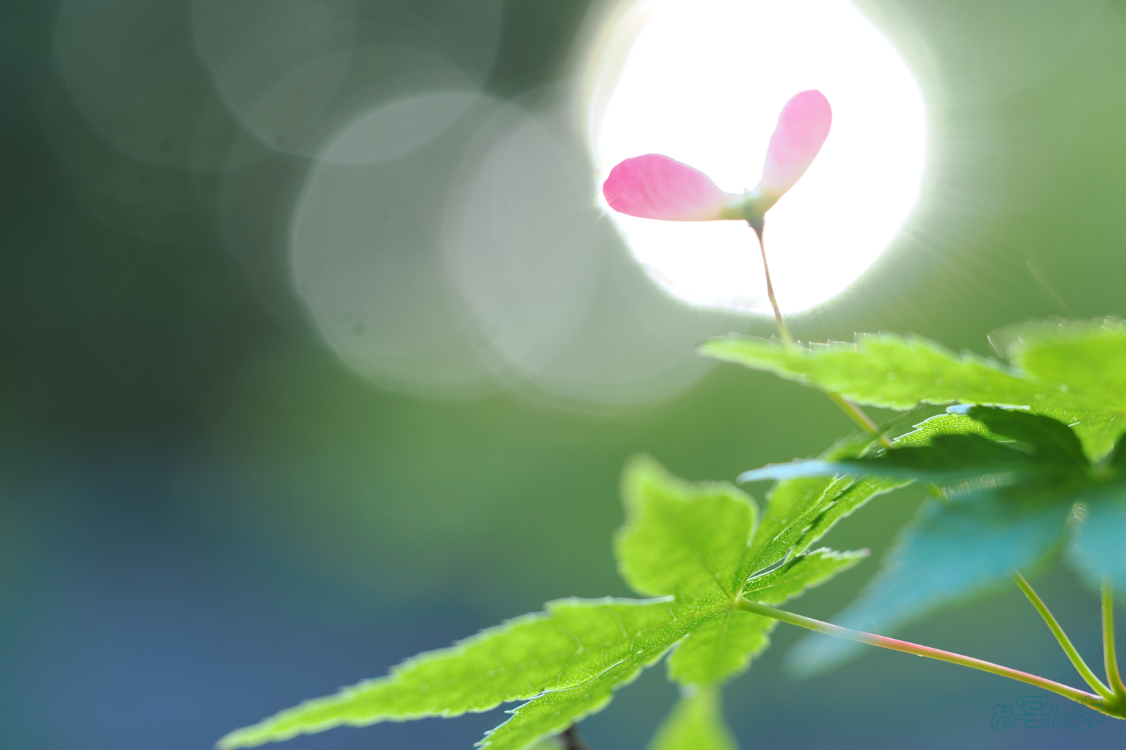 https://www.yaotomi.co.jp/blog/walk/OM3A0226%2C60%20mm%2CF2.8%2C1-50%20%E7%A7%92%2Ciso200%28JPEG%29.jpg