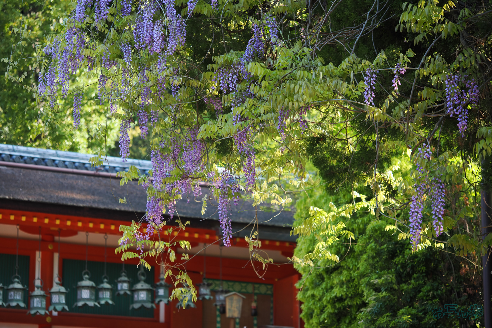 https://www.yaotomi.co.jp/blog/walk/OM3A0247%2C60%20mm%2CF2.8%2C1-320%20%E7%A7%92%2Ciso200%28JPEG%29.jpg
