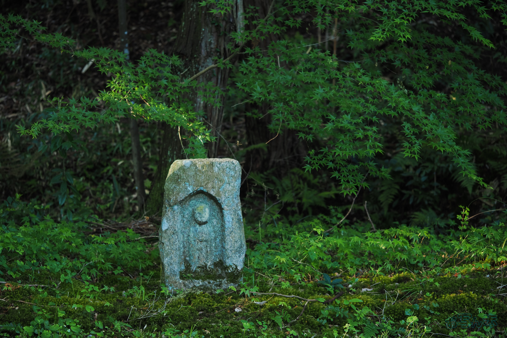 https://www.yaotomi.co.jp/blog/walk/OM3A0294%2C60%20mm%2CF2.8%2C1-60%20%E7%A7%92%2Ciso400%28JPEG%29.jpg