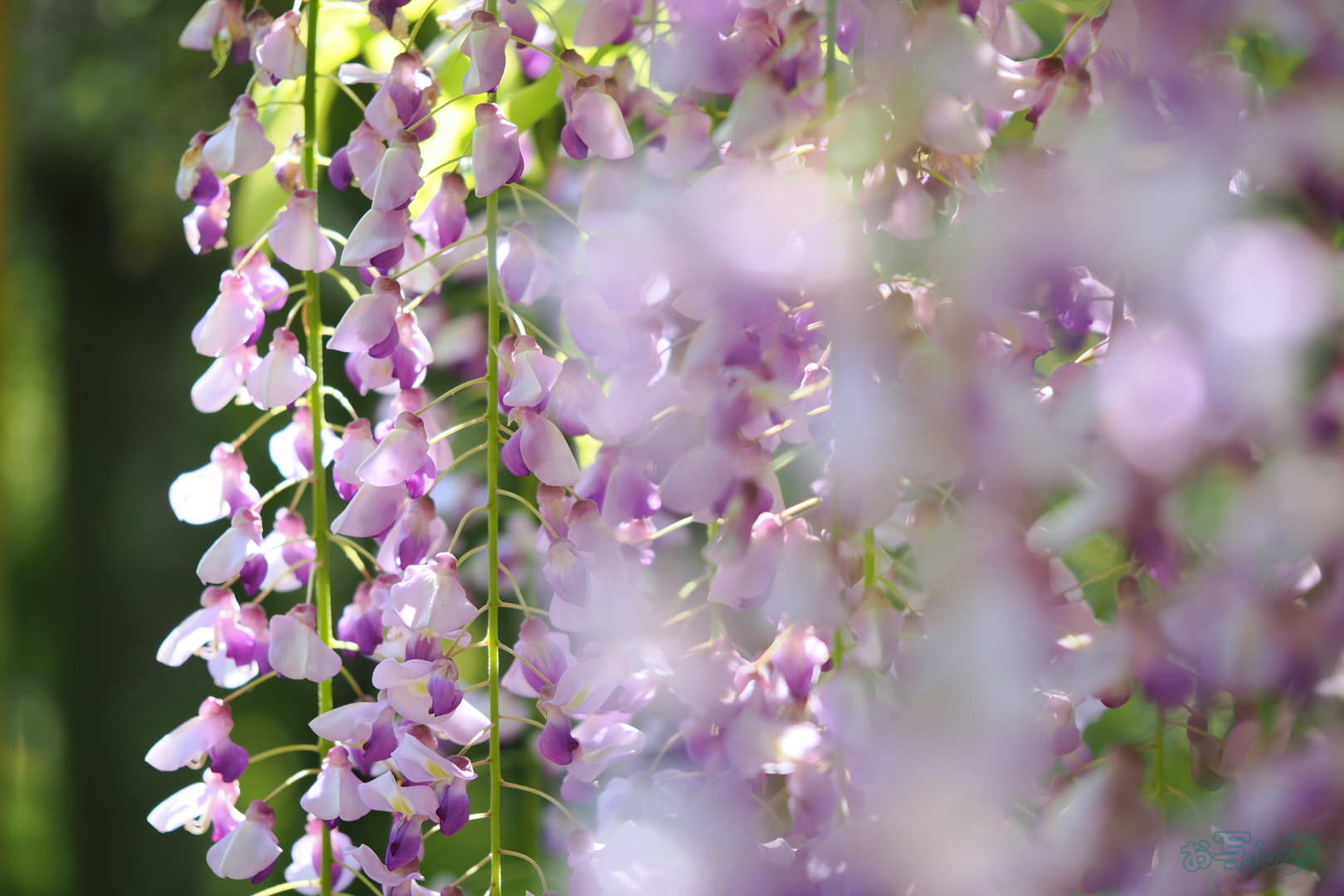 https://www.yaotomi.co.jp/blog/walk/OM3A0733%2C60%20mm%2CF2.8%2C1-400%20%E7%A7%92%2Ciso200%28JPEG%29.jpg