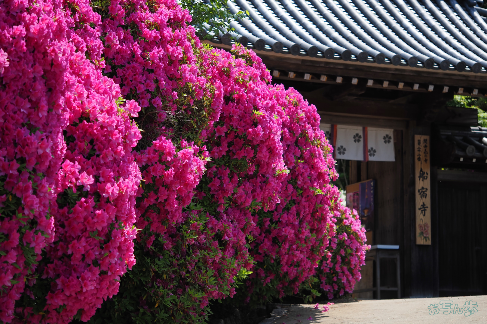 https://www.yaotomi.co.jp/blog/walk/OM3A0835%2C60%20mm%2CF2.8%2C1-2000%20%E7%A7%92%2Ciso200%28JPEG%29.jpg
