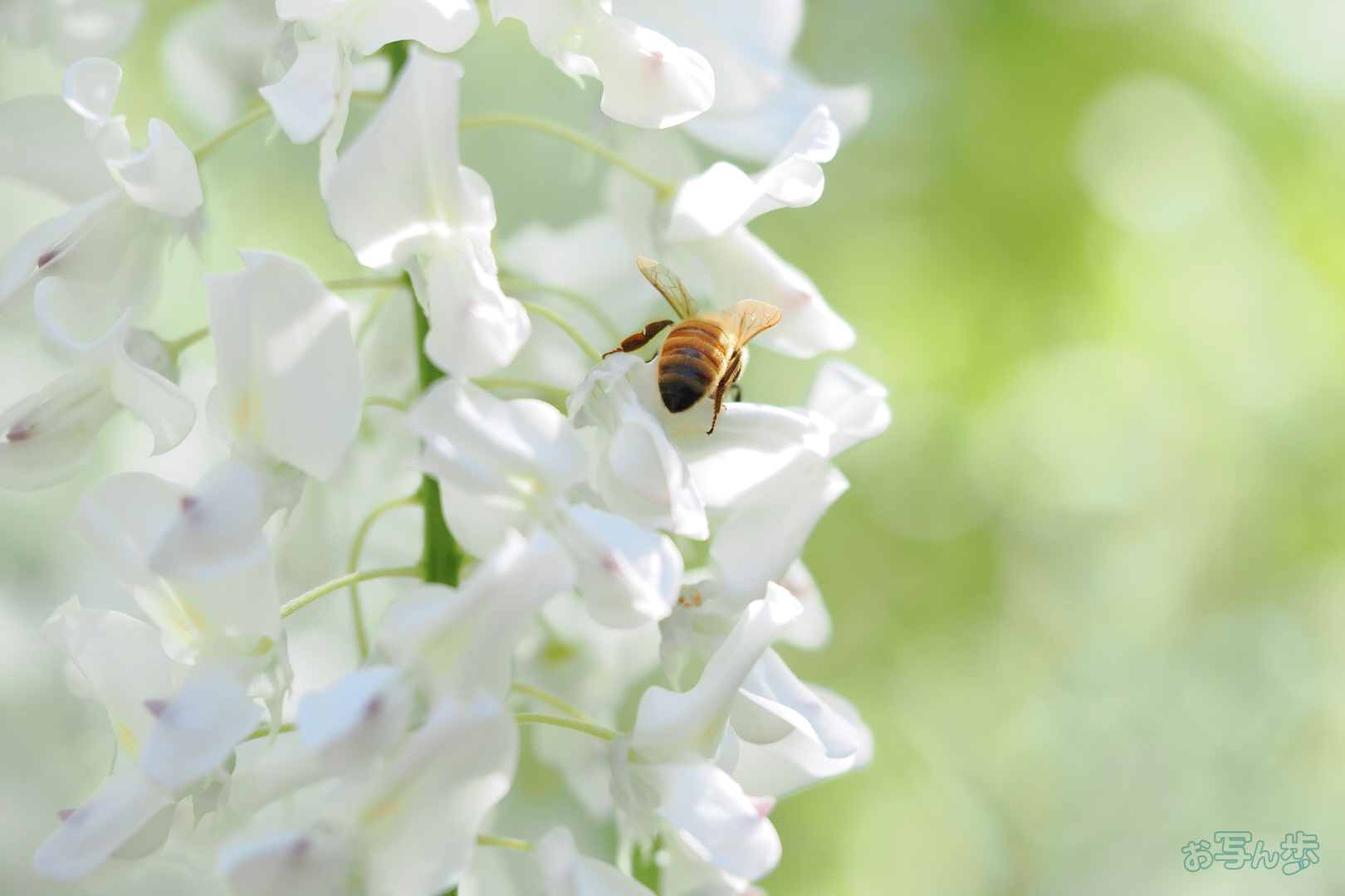 https://www.yaotomi.co.jp/blog/walk/OM3A1178%2C60%20mm%2CF2.8%2C1-3200%20%E7%A7%92%2Ciso800%28JPEG%29.jpg