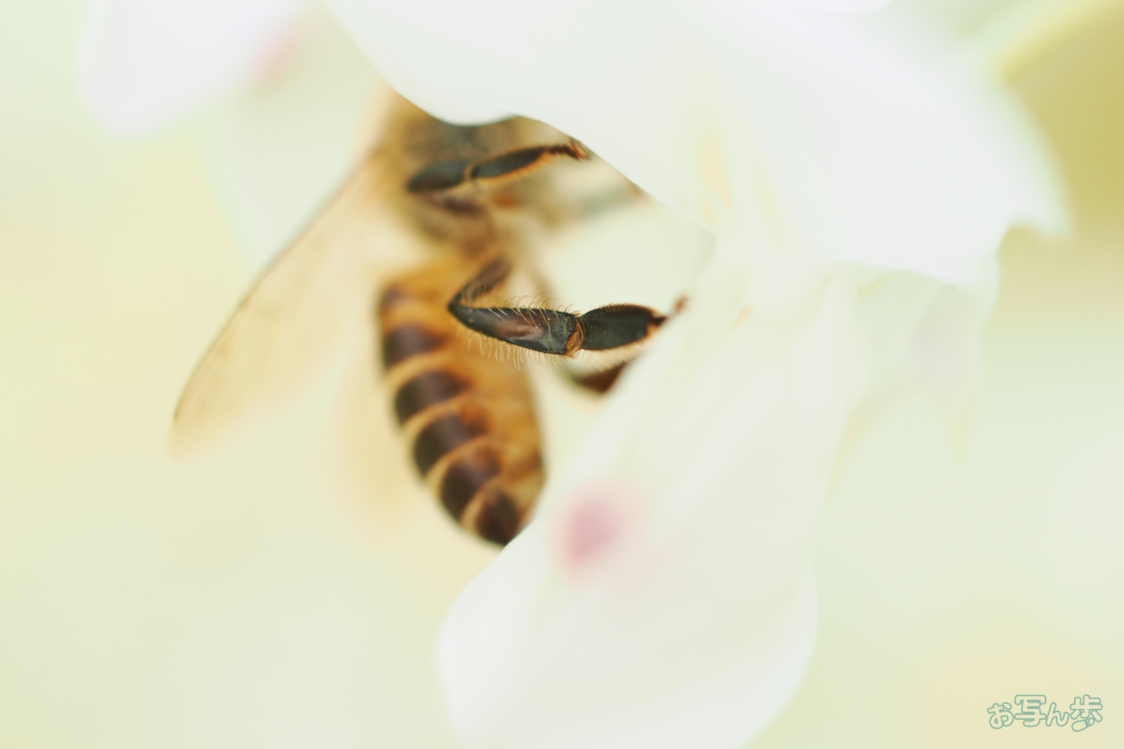https://www.yaotomi.co.jp/blog/walk/OM3A1209%2C60%20mm%2CF2.8%2C1-400%20%E7%A7%92%2Ciso400%28JPEG%29.jpg