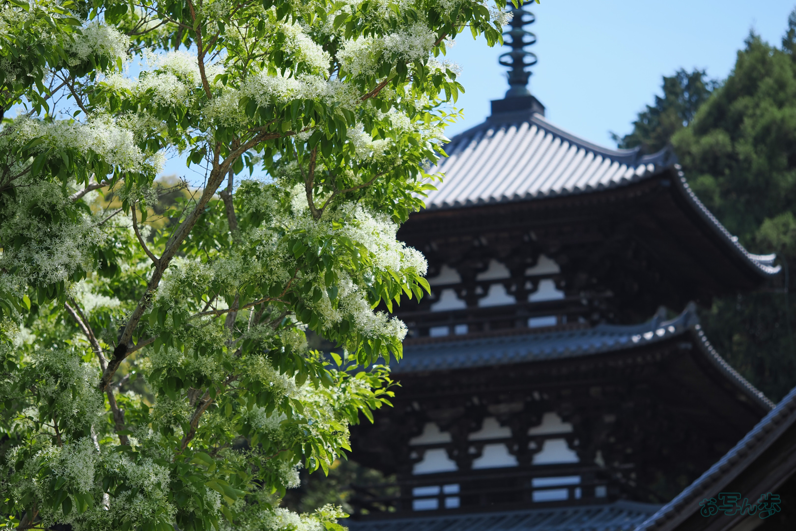 https://www.yaotomi.co.jp/blog/walk/OM3A1510%2C60%20mm%2CF2.8%2C1-2500%20%E7%A7%92%2Ciso200%28JPEG%29.jpg